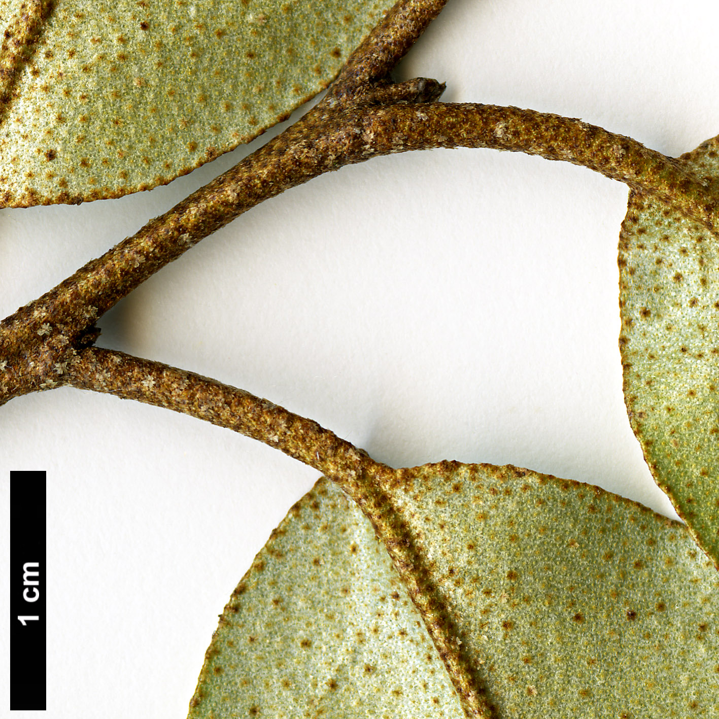 High resolution image: Family: Elaeagnaceae - Genus: Elaeagnus - Taxon: ×ebbingei (E.macrophylla × E.pungens)